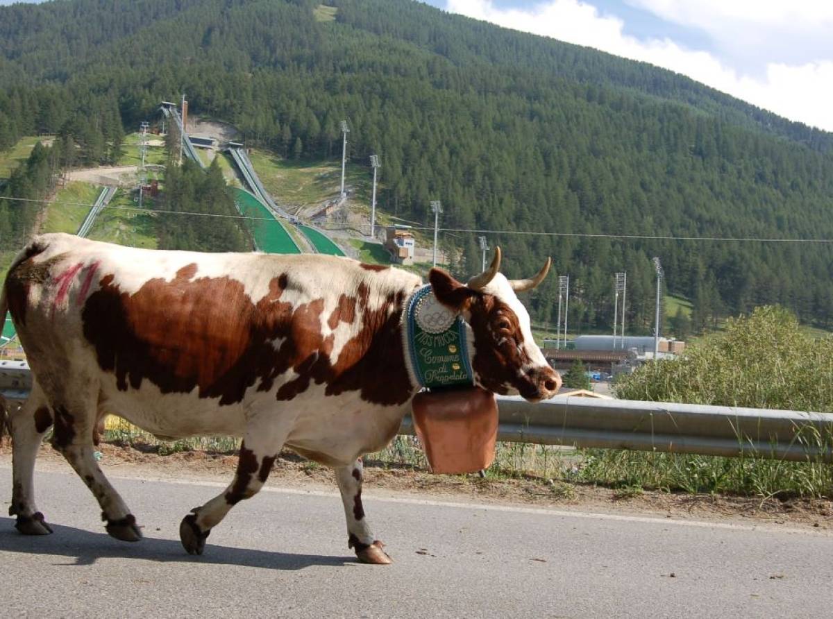 Pragelato, tutto pronto per eleggere “Miss Mucca”: due giorni di festa tra alpeggi, formaggi e tradizioni